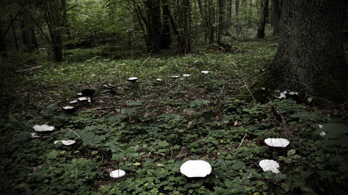 XXX oldmosswoman:  Fairy rings  occupy a prominent photo