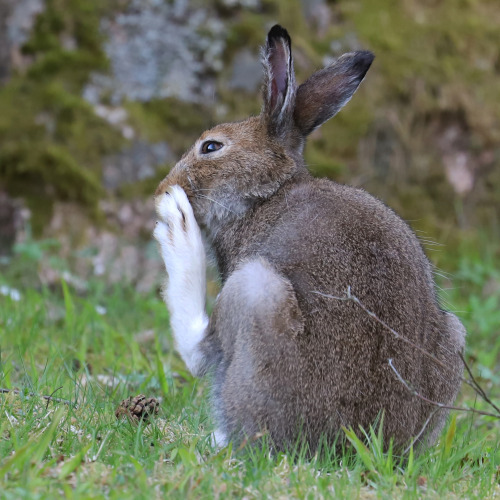 koobaxion:michaelnordeman: The Mountain hare/skogshare reminds you of the importance to wash your fe