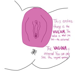 adysphoric:  Hello, I made parts of the vulva because I couldn’t find a good diagram online. I hope this helps people out. Feel free to add on things!
