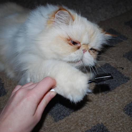 lucifurfluffypants:Every time Mom tries to clean my face #fluffypantsdaily #cat #persian #catsofinst