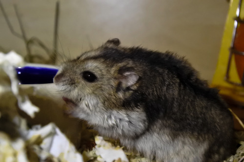 He looked a bit scruffy after I had to clean his belly gland.. Yep, still drinking off and not from 