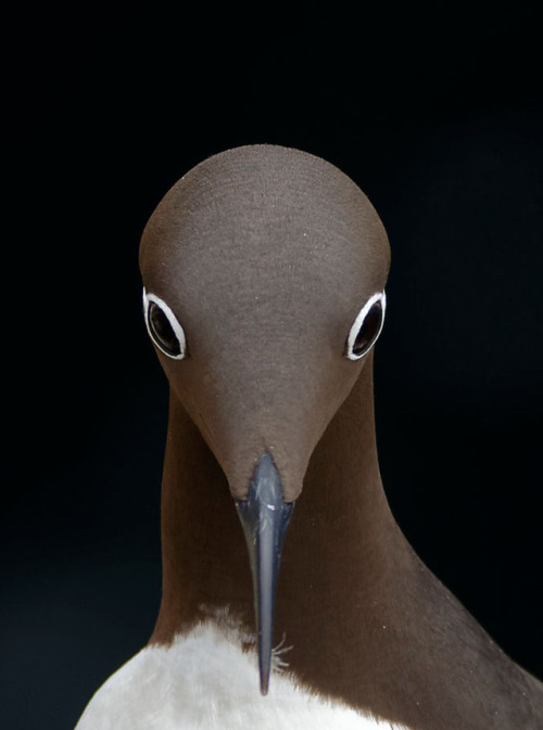 ridiculousbirdfaces:guillemot funny eyes by Oleg GontarCommon Murre(Uria aalge)