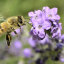 frolicking-amongst-the-flowers