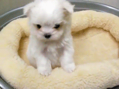 Baby Animal Posts