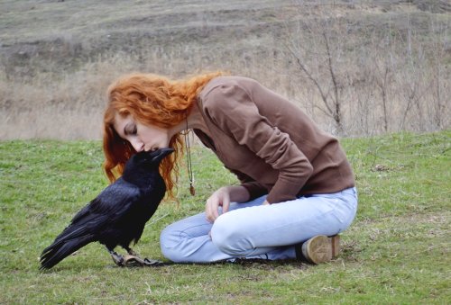 coelasquid:  zorobro:  birdworlds:  Owning a Raven is a lot of work, in America African Ravens & crows are legal to own. I’ve interacted with companion ravens before and they are fantastic. Seeing this incredible bird free flying and playing in