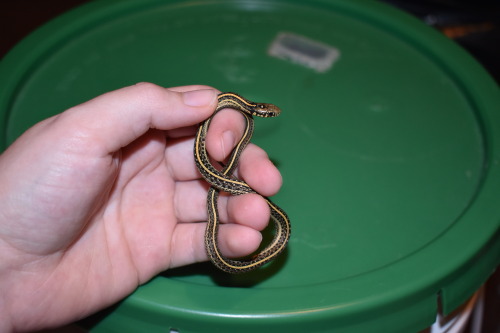 A sampling of Lee’s remaining babies, the middle sized WC adult Plains garter.  They’re also taking 