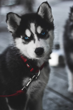 envyavenue:  Serbian Husky