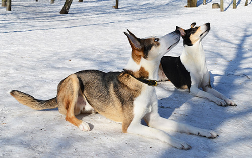 justslowdown: this is Kossu, a smooth collie/Siberian husky stud dog in Finland who i may need to pl