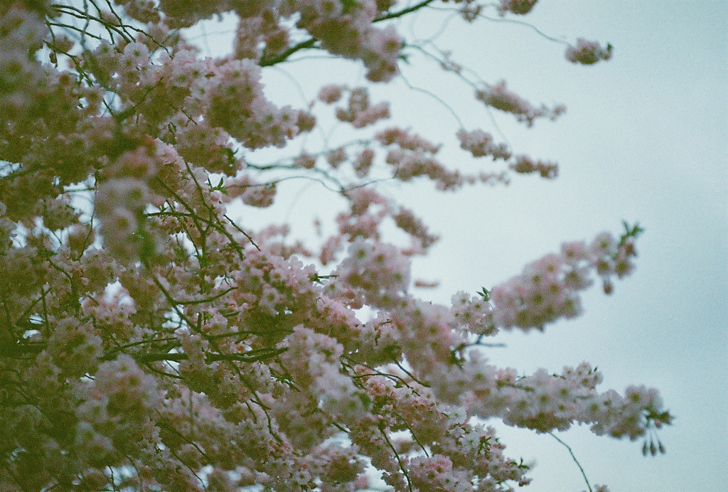jacindaelena:     by nopennyforthem  
