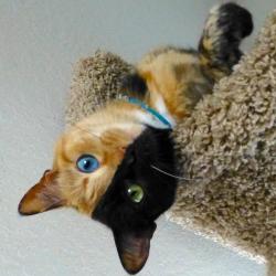 cute-baby-animals:  Venus, the Amazing Chimera