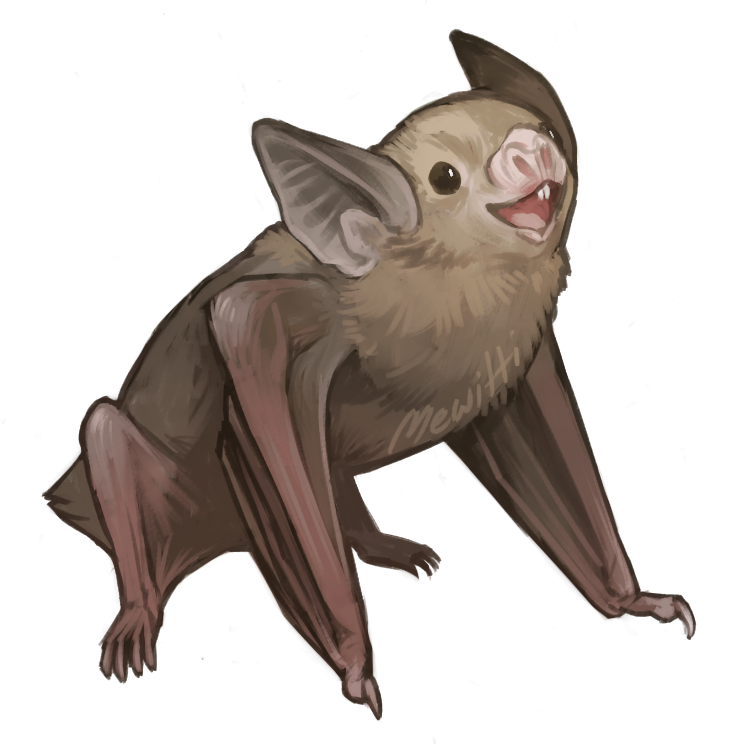 mewitti:  Paintin’ batties! In order: Kitti’s Hog-Nosed Bat, Painted Bat, Hoary