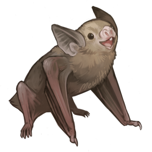 mewitti:  Paintin’ batties! In order: Kitti’s Hog-Nosed Bat, Painted Bat, Hoary Bat, Common Vampire Bat, Honduran White Bat, and Spotted Bat!