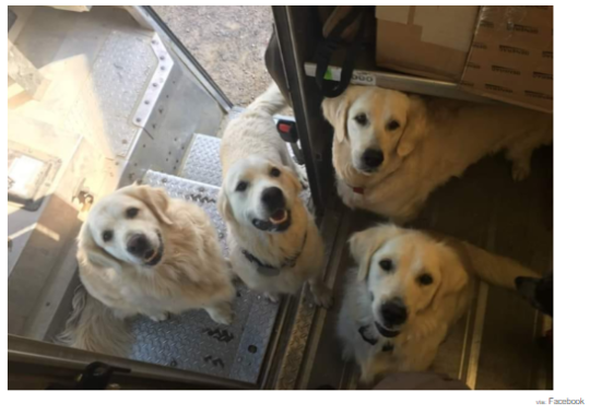 UPS Drivers Have a Facebook Group About Dogs They Meet On Their Routes And It’s