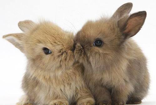 Bunny Kiss | via Facebook en We Heart It. http://weheartit.com/entry/69223437/via/dannaliurova