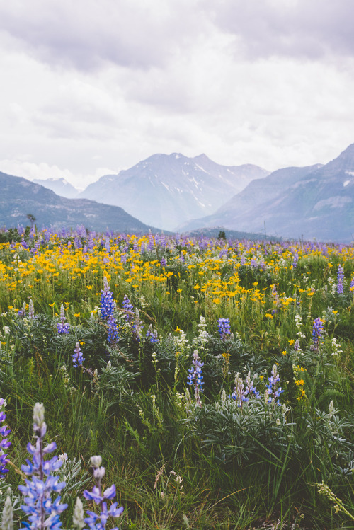 adm-kng:Waterton Park, Alberta | instagram | prints