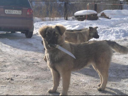 dogsingames:barawerewolff:going-under-the-lavender-sk:Dogs with knives master postok butDangerous Do