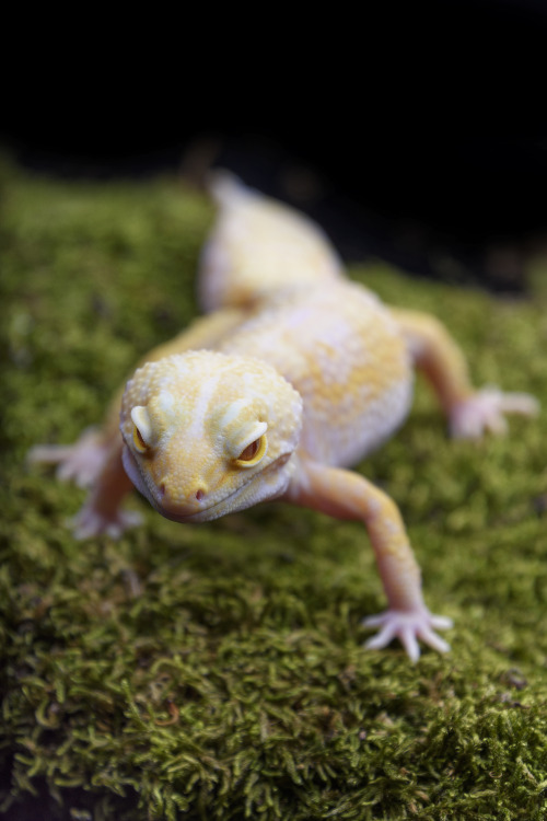 Asha (some kind of albino leopard gecko - she’s not kept on moss, this is a photographic prop)