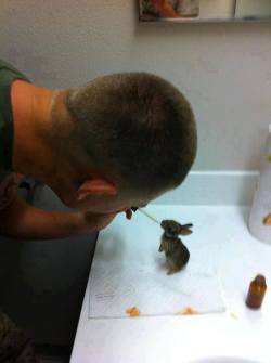 littlelebowski:  aazure:   This Marine found four baby rabbits stranded with a lifeless mother. Instead of leaving them to die, he took them in. He has been taking care of them until the rabbits can be released back into the wild. This picture shows the