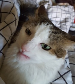 derpycats:  Showing off her chin!