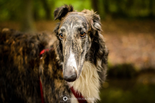 simply-canine: Faro - Lévrier russe by Ocyz // Borzoi