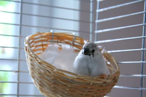 Our finch Thea going through the very scientifically-named &ldquo;derpy baby phase&rdquo;.