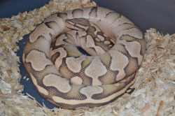 fuckyeahballpythons:  Look how fucking pink