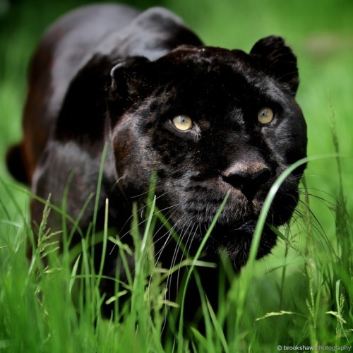 An extreme close-up of the stunning Black Jaguar named Athena at The Big Cat Sanctuary!