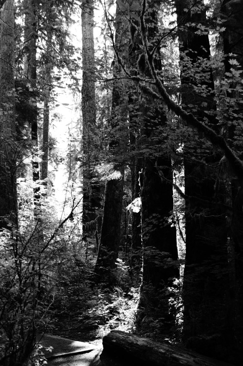 frommylimitedtravels:  ~ Deep green in black and white ~  Hoh Rain Forest - Olympic