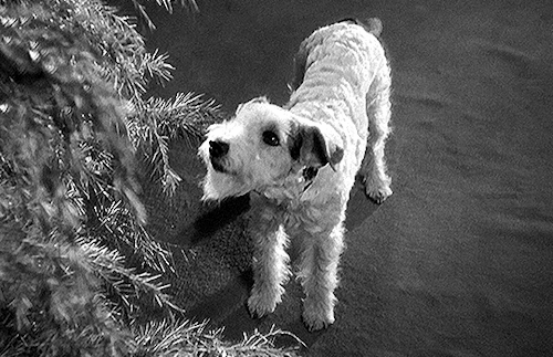 deforest: “Skippy” as Asta the Wire Fox Terrier in THE THIN MAN (1934)dir. W.S. Van Dyke