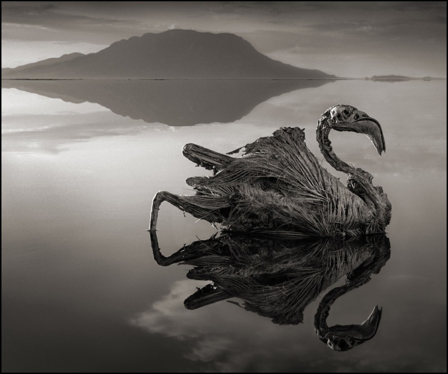 mothernaturenetwork:  African lake turns animals into statuesTanzania’s Lake Natron