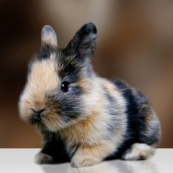 earthlynation:  Short Eared Rabbit