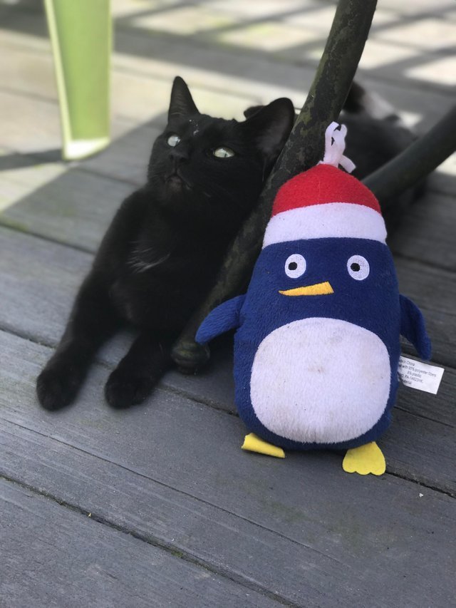 world-of-cats:    My cat doesn’t trust the toy, nor the toy trusts the cat.   (source)