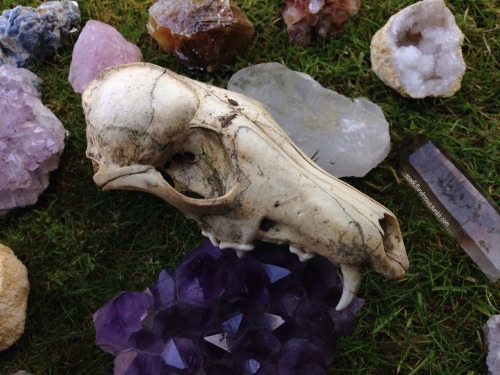 roadkillandcrows: Fox skull.