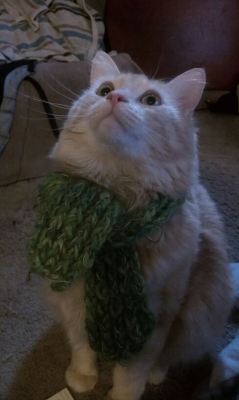 awwww-cute:It’s a kitty!  When his scarf falls off, he actually gets rather upset, and wails until we put it back on. 