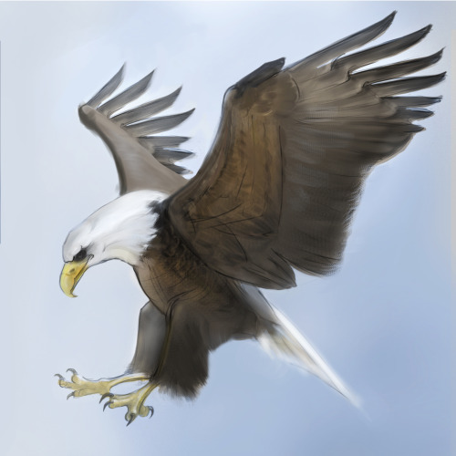 #wacom intuos#eagle#drawing#CGMA#cgmasteracademy#homework#animal drawing