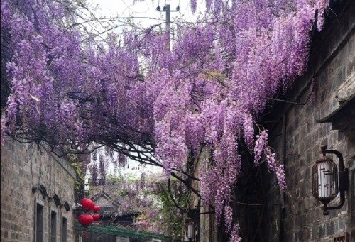 fuckyeahchinesegarden:Wisteria flowers in a hutong