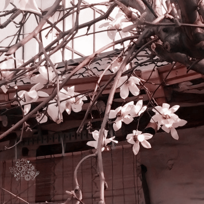 ⠀⠀    ꜥꜤ  𓂃 🗯️  !¡  𝘕𝘦𝘸 𝘱𝘰𝘴𝘵  ⦂  𓄹  𝐵𝑦 𝑥𝐻𝑎𝑛𝑛𝑖𝑒