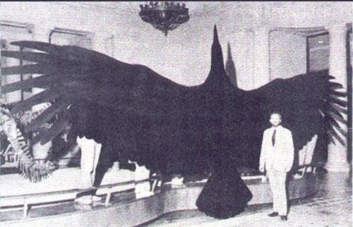 psychopathicneighbor: The argentavis magnificens is the largest bird ever known to man. It donned wi