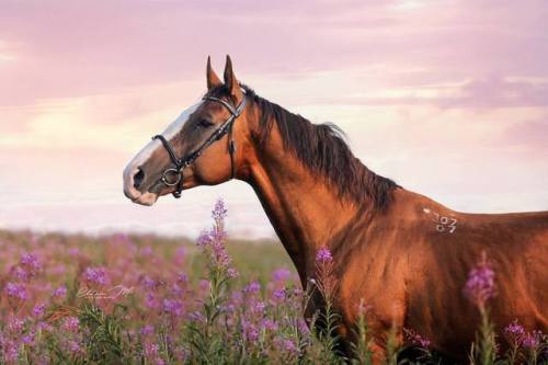 Tagil 307Tibul x GutsulkaRussian Don, Stallion16.3hhBorn 2007