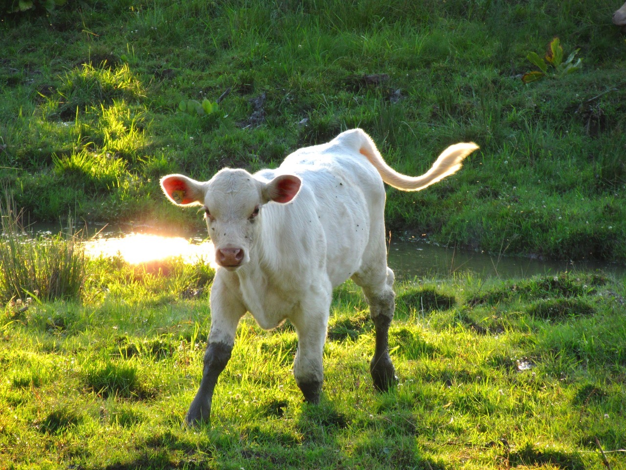geopsych:I loved this little one.