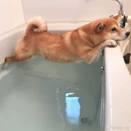 https://good-dog-girls.tumblr.com/post/162317524043