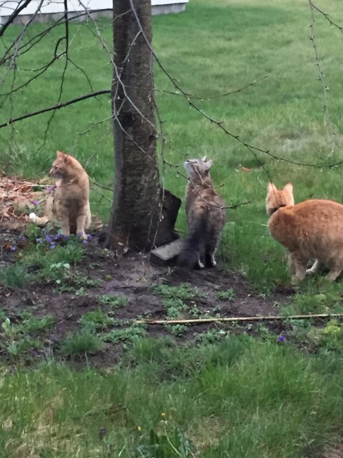 Our little cat family, now that it&rsquo;s warm enough to let them in and out the window