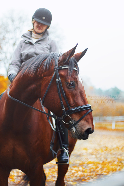 equine portraits