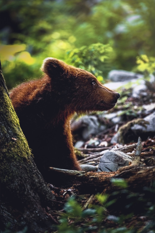 souhailbog:Slovenian Bear By Cedrik Strahm