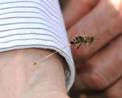 empresspinto:  okay, maybe I’m not one to talk, considering first thing I do when I see a spider or snake is take out my camera, but who thinks about taking a picture of a bee when it’s stingING YOU?! 