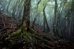 90377:  Mt.Oikedake / Mie Prefecture by sf1003！ on Flickr. 