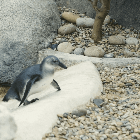 gale-of-the-nomads:penguinlove1001:It’s Friday!!Today’s penguin post features some adorably clumsy p