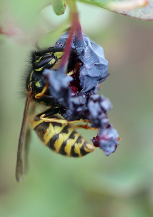 A wasp/geting enjoying a bog bilberry/odon (Vaccinium uliginosum).