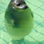 no1seal