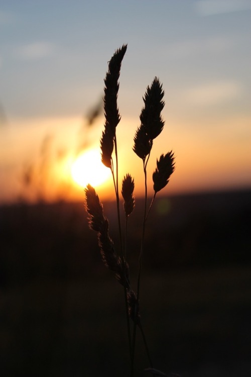 everything-you-ve-come-to-expect: Ohio summers in the country can be breathtaking ☀️